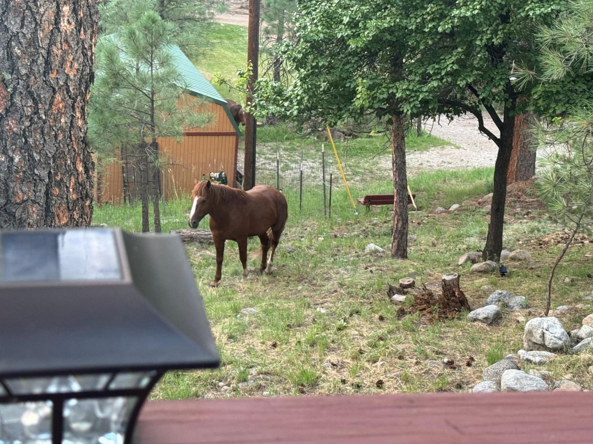 Gonzales Cozy Little Bear Cabin Ruidoso Eksteriør bilde