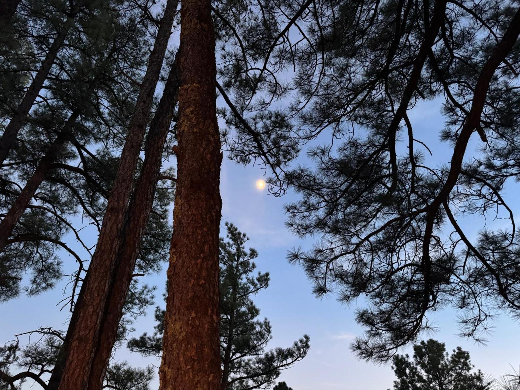 Gonzales Cozy Little Bear Cabin Ruidoso Eksteriør bilde
