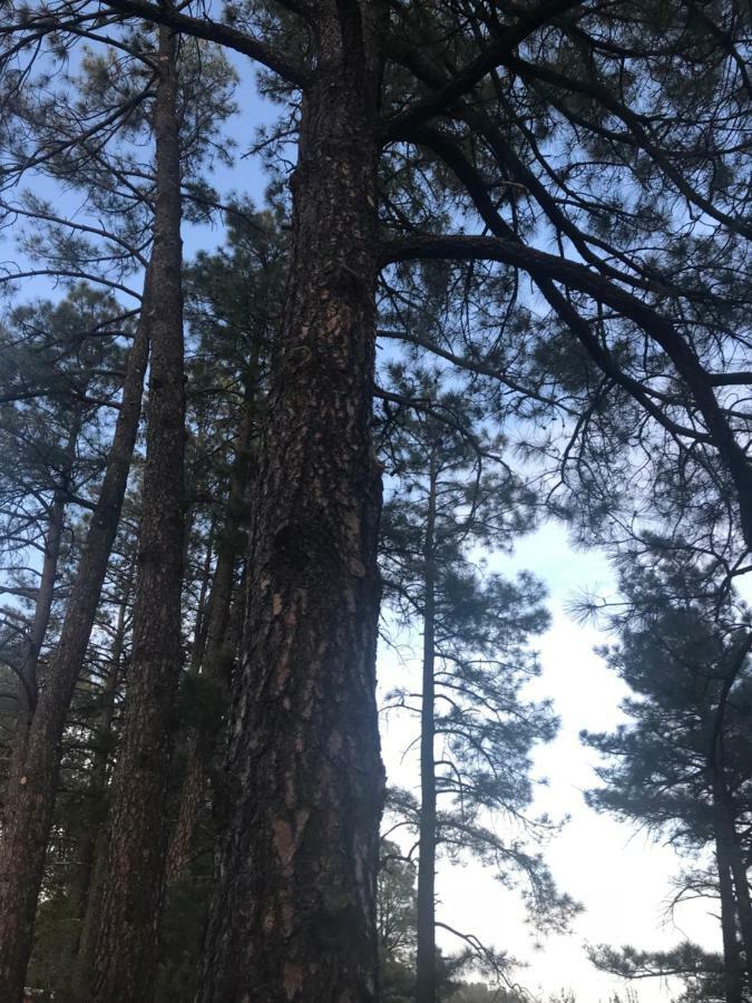 Gonzales Cozy Little Bear Cabin Ruidoso Eksteriør bilde